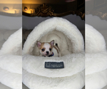 Small #3 Chihuahua