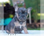 Small #2 French Bulldog