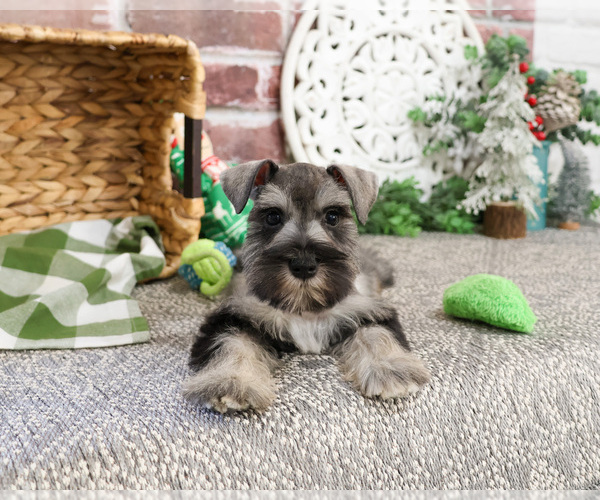 Medium Photo #4 Schnauzer (Miniature) Puppy For Sale in SYRACUSE, IN, USA