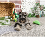 Small #3 Schnauzer (Miniature)