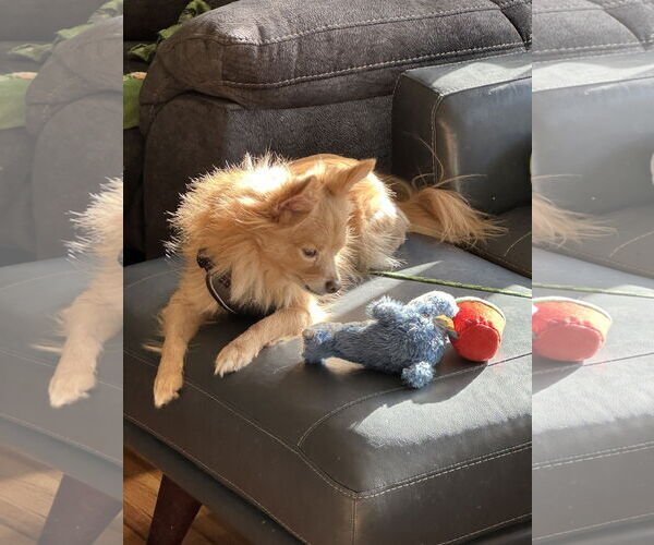 Medium Photo #15 Chiranian Puppy For Sale in Minneapolis, MN, USA