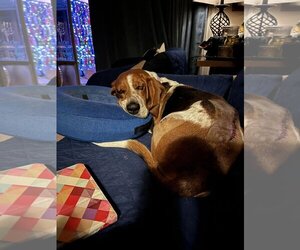 Basset Hound Dogs for adoption in Austin, TX, USA