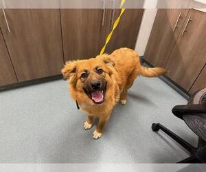 Chow Chow-German Shepherd Dog Mix Dogs for adoption in Baytown, TX, USA