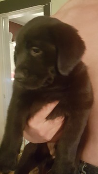 Medium Photo #1 Labrador Retriever Puppy For Sale in SPOKANE, WA, USA