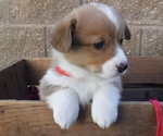 Small Photo #9 Pembroke Welsh Corgi Puppy For Sale in REDDING, CA, USA