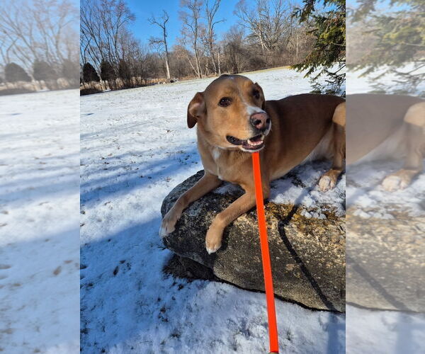 Medium Photo #2 Labrenees Puppy For Sale in Techny, IL, USA