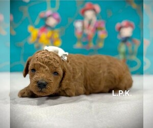 Poodle (Toy) Puppy for sale in WINNSBORO, LA, USA