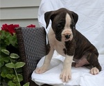 Small #1 Boxer