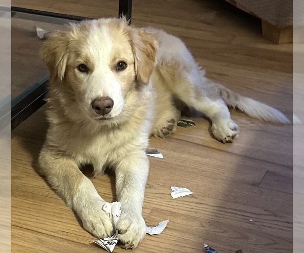 Medium Photo #1 Border Collie Puppy For Sale in GIDDINGS, TX, USA