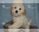 Small Photo #1 Bichpoo Puppy For Sale in SANGER, TX, USA