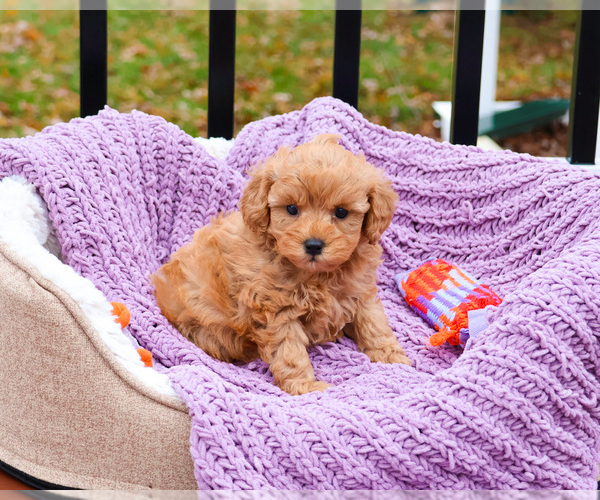 Medium Photo #2 Cavapoo (Miniature) Puppy For Sale in SYRACUSE, IN, USA