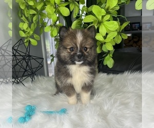 Pomeranian Puppy for sale in GREENWOOD, IN, USA