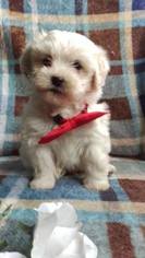 Zuchon Puppy for sale in LANCASTER, PA, USA
