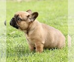 Small #2 French Bulldog