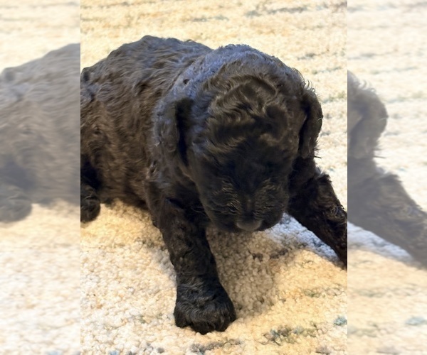 Medium Photo #4 Goldendoodle Puppy For Sale in SNOW CAMP, NC, USA