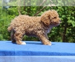 Small #34 Poodle (Toy)