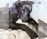 Small #23 Labrador Retriever Mix