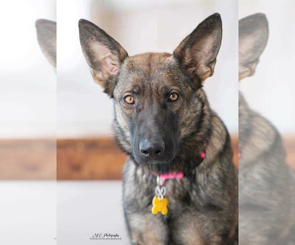 Medium Photo #1 German Shepherd Dog-Unknown Mix Puppy For Sale in Sandy, UT, USA