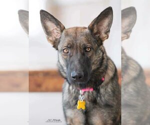German Shepherd Dog-Unknown Mix Dogs for adoption in Sandy, UT, USA