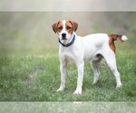 Small Photo #5 Mutt Puppy For Sale in Bardstown, KY, USA