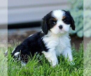 Cavalier King Charles Spaniel Puppy for sale in CHRISTIANA, PA, USA
