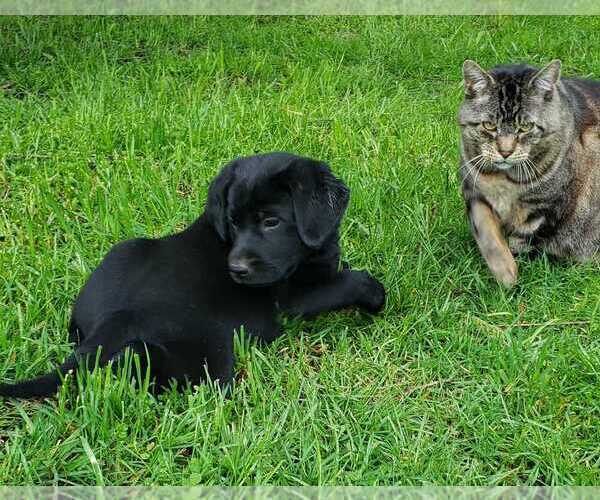 Medium Photo #5 Labrador Retriever Puppy For Sale in OLYMPIA, WA, USA