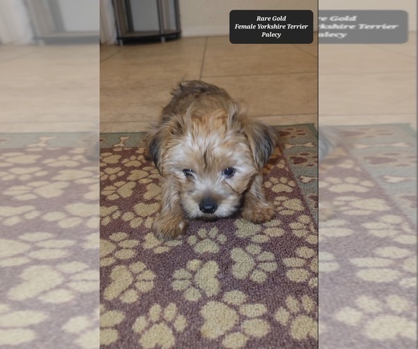 Medium Photo #4 Yorkshire Terrier Puppy For Sale in TUCSON, AZ, USA