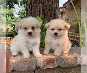 Pom-A-Poo Puppy for sale in CORONA, CA, USA