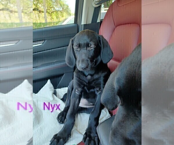 Medium Photo #4 German Shepherd Dog-Weimaraner Mix Puppy For Sale in PALMETTO, FL, USA