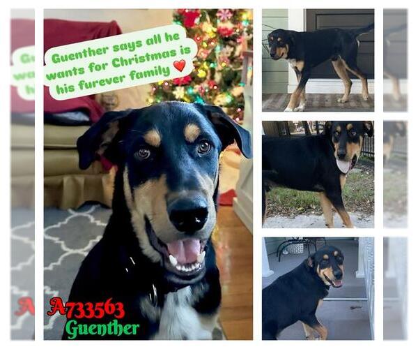 Medium Photo #3 Rottweiler Puppy For Sale in San Antonio, TX, USA