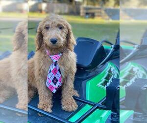 Goldendoodle Puppy for sale in KISSIMMEE, FL, USA