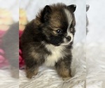 Small #10 Pomeranian