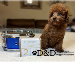 Poodle (Toy) Puppy for sale in RIPLEY, MS, USA