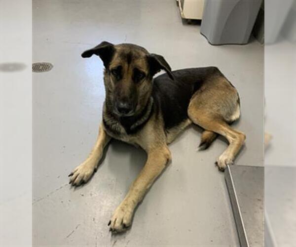 Medium Photo #1 German Shepherd Dog-Unknown Mix Puppy For Sale in Corpus Christi, TX, USA