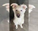 Small #4 Australian Shepherd
