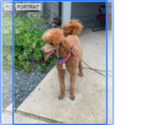 Small Photo #1 Goldendoodle Puppy For Sale in ELVERTA, CA, USA