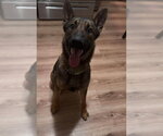 Small #5 German Shepherd Dog Mix