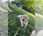 Small Photo #13 Golden Retriever Puppy For Sale in FREDONIA, KS, USA
