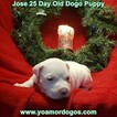 Small Photo #231 Dogo Argentino Puppy For Sale in JANE, MO, USA