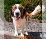 Small #2 Saint Bernard