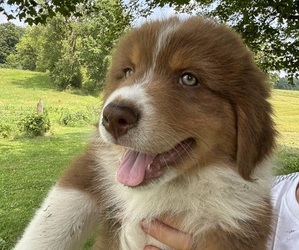 Medium Australian Shepherd