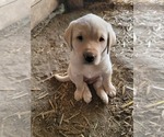 Puppy Tan Caller Labrador Retriever