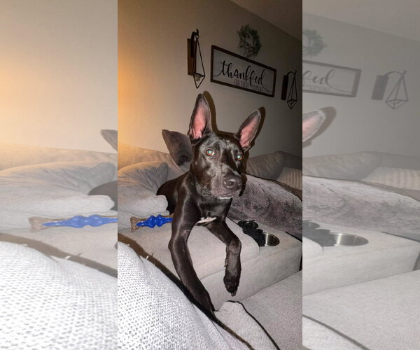 Medium Photo #3 Mutt Puppy For Sale in San Diego, CA, USA