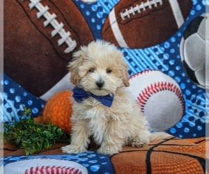 Maltipoo Puppy for sale in ATGLEN, PA, USA