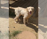 Small #1 Retriever  Mix
