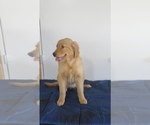 Puppy Tina Golden Retriever