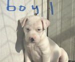 Small Photo #1 Jack Russell Terrier Puppy For Sale in BELL BUCKLE, TN, USA