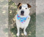 Small #9 Boxer-Siberian Husky Mix