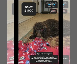 Poodle (Toy) Puppy for sale in TUCSON, AZ, USA