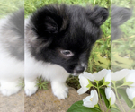 Small Photo #3 Pomeranian Puppy For Sale in ADA, OK, USA